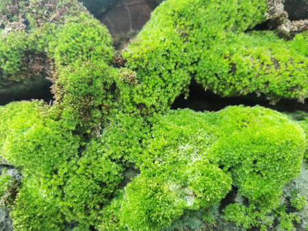 Moss green texture. Moss background. Green moss on grunge texture, background.の写真素材