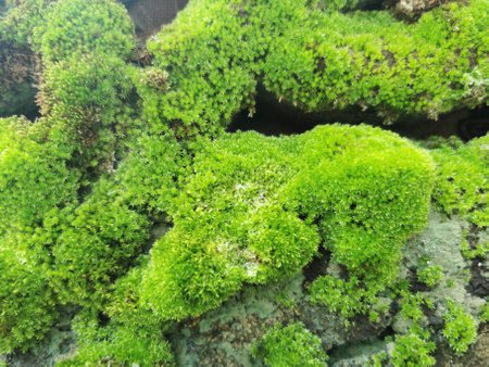 Moss green texture. Moss background. Green moss on grunge texture, background.の写真素材