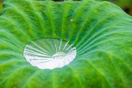 Drop of water on a lotus leaf in the morning day.の写真素材
