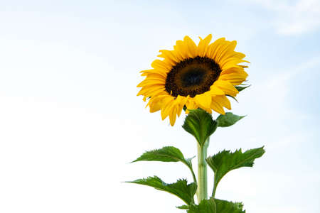 Sunflower's natural background. Sunflower blooming