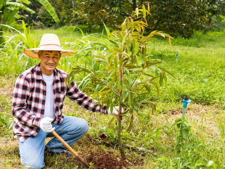 Durian farmers and durian tree care, removal of grass under durian treesの写真素材