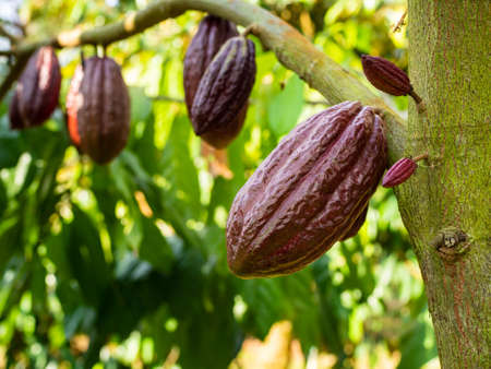 purple cacao fruit grows on tree in the gardenの写真素材