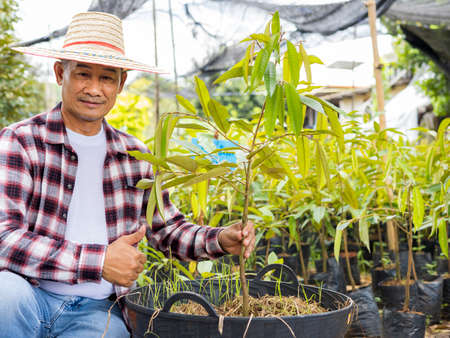 Durian seedlings and durian farmers planting durian in the gardenの写真素材