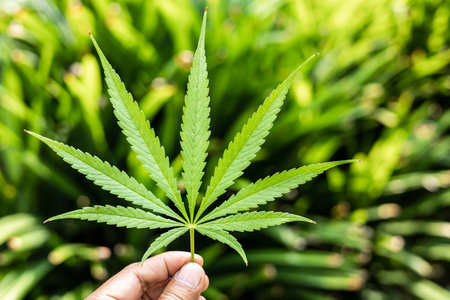 Marijuana leaf growing in the garden. Close upの写真素材