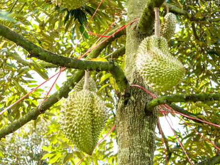 "Volcano durian" Monthong durian in the garden at Sisaket Province, Thailand.の写真素材