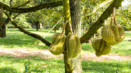 Volcano durian Monthong durian in the garden at Sisaket Province, Thailand.