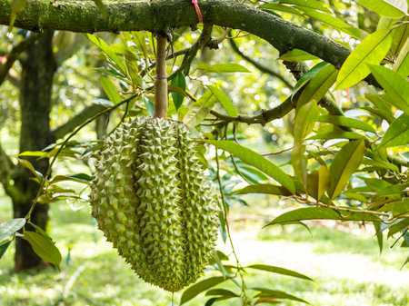 "Volcano durian" Monthong durian in the garden at Sisaket Province, Thailand.の写真素材