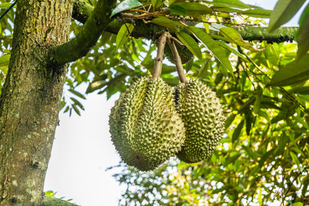 Volcano durian Monthong durian in the garden at Sisaket Province, Thailand.