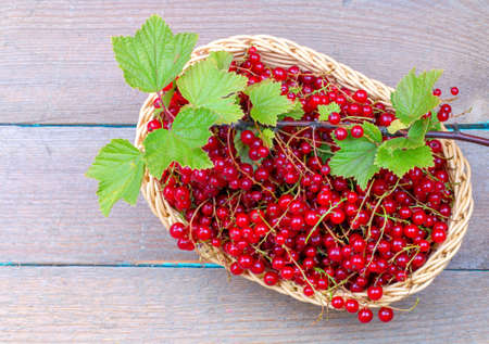 Basket of red currant on a tableの写真素材