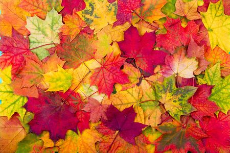 Background from bright red leaves of a maple
