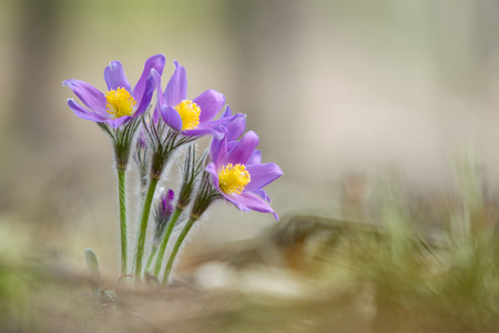 Wild Spring Flowers Pulsatilla Patens. Flowering Plant.