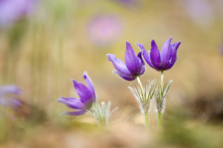 Wild Spring Flowers Pulsatilla Patens. Flowering Plant.