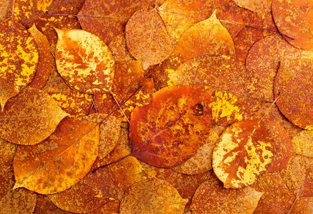 Natural background from autumn colourful leaves