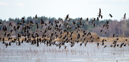 Greater white-fronted goose (Anser albifrons) in flightの写真素材