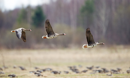 Greater white-fronted goose (Anser albifrons) in flightの写真素材