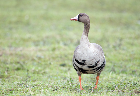 Greater white-fronted goose (Anser albifrons) in its natural habitatの写真素材