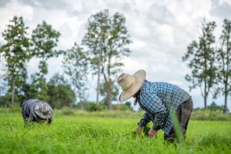 Transplant rice seedlings in rice field, Asian farmer is withdrawn seedling and kick soil flick of Before the grown in paddy field,Thailand, Farmer planting rice in the rainy season.の写真素材