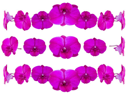 Collection of orchid flower isolated on whiteの写真素材