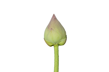 Beautiful pink lotus flower bouquet isolated on white backgroundの写真素材