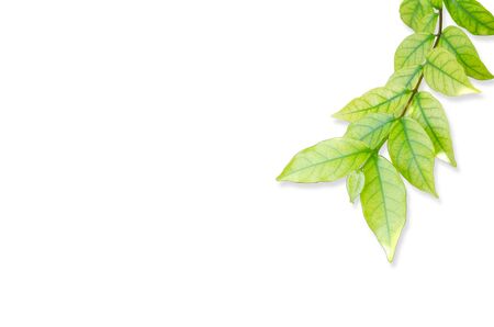 green leaf isolated on white backgroundの写真素材