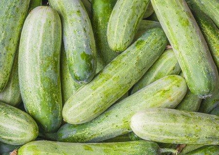 Texture Green cucumbers and background. Agriculture retailer. Farmer's food.の写真素材