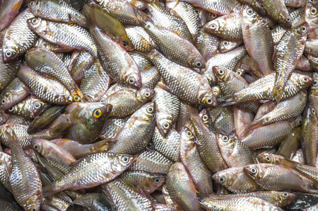 soft focus of different kinds of fresh fish on sale at a fish market in Thailand. Selective Focus....