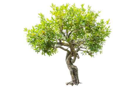 tree isolated on white background.