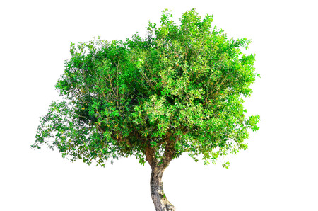 tree isolated on white background.