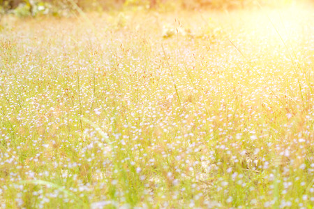 A colorful grass flower and light in the morning.の写真素材