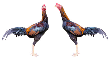 close up portrait of bantam chicken isolated on white background.の写真素材