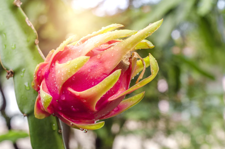 Dragon fruit on plant, Raw Pitaya fruit on tree,の写真素材