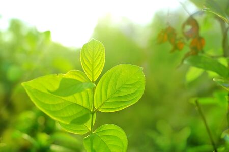 Closeup nature view of Tree top green leaf in garden at summer under sunlight. Natural green plants...