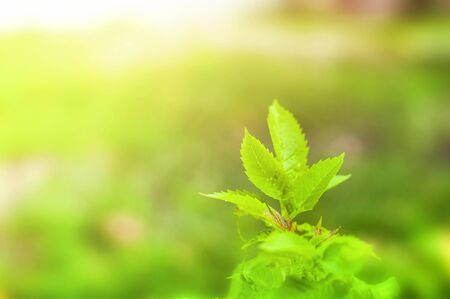 Closeup nature view of Tree top green leaf in garden at summer under sunlight. Natural green plants...