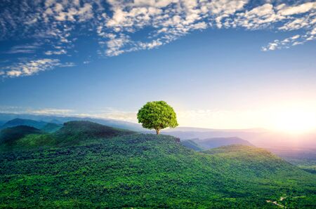 The view of the mountain sky, mango tree concept on landscape using as a background or wallpaper.の写真素材