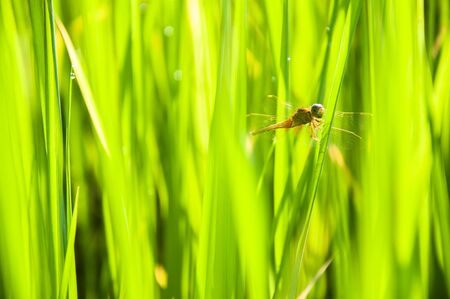 Closeup nature view of Green leaf and dragonfly in garden at winter under sunlight. Natural green...