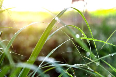 Dew drops on grass tree with morning sun.の写真素材