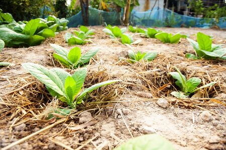 Virginia Tobacco, Nicotiana tabacum, cultivated tobacco. Young Virginia Tobacco plant with flower...