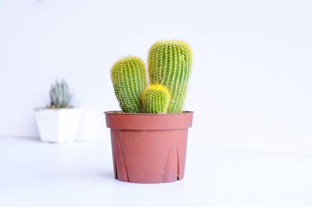 cactus isolated on white backgroundの写真素材