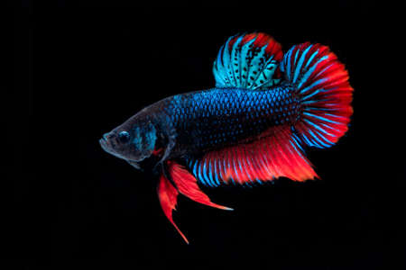 Betta splendens fish isolated on black background.の写真素材