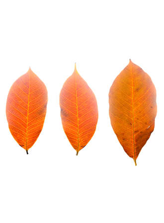 Hevea brasiliensis leaf isolated on white background.Rubber leaves.