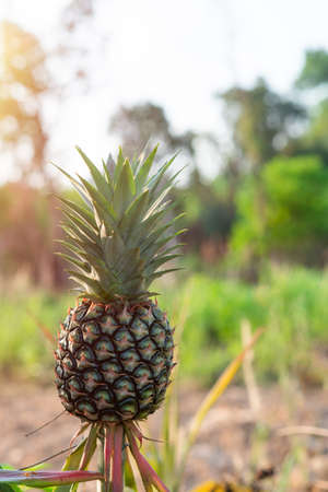 Pineapple plantation tropical fruit growing in garden.の写真素材