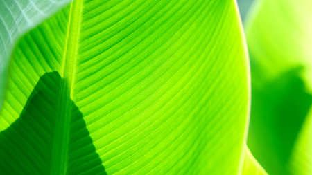 Closeup nature view of Banana Green leaf in garden at summer under sunlight. Natural green plants landscape using as a background or wallpaper.の写真素材