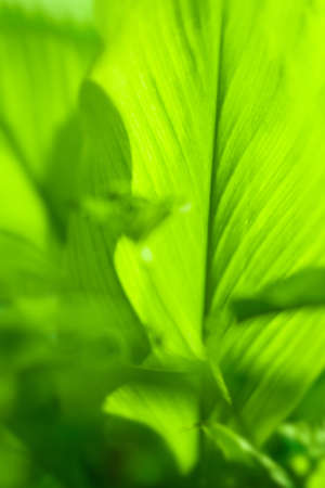 Closeup nature view of Green leaf in garden at summer under sunlight. Natural green plants landscape using as a background or wallpaper.の写真素材