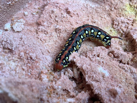 Larva Hyles euphorbiae, the spurge hawk-mothの写真素材