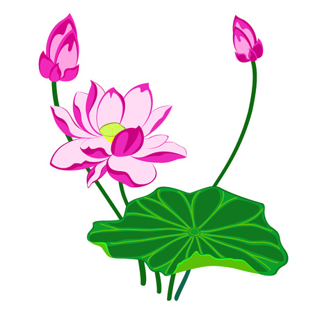 pink lotus flower with leaf and bud, isolated illustrationのイラスト素材