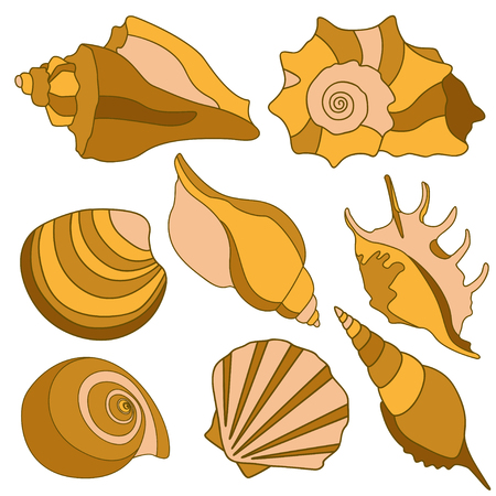 sea shells - scallop, shell, conch, mollusk. Isolated illustration on whiteのイラスト素材