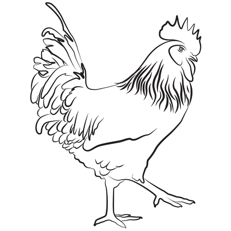 Cock. Symbol of Chinese New Year. Vector illustration. In full growth.のイラスト素材