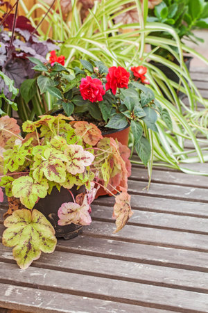 Many different Flowers on wood tableの写真素材