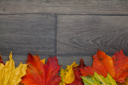 Top view of yellow, red ,green leaf on wooden background with copy space. Autumn time.の写真素材