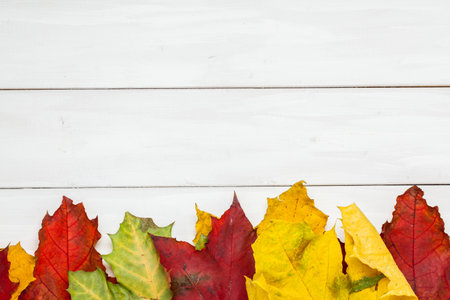 Top view of yellow, red ,green leaf on wooden background with copy space. Autumn time.の写真素材